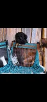 Cookie, a female Maltipoo for sale in Tyler, TX – 3 of 5