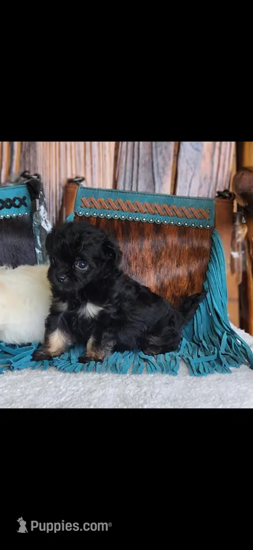 Cookie – Maltipoo puppy for sale in Tyler, TX