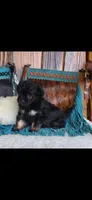 Cookie, a female Maltipoo for sale in Tyler, TX – 1 of 5