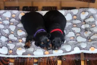 EURO Doberman red collar , a male Doberman Pinscher for sale in Tyler, TX – 2 of 3