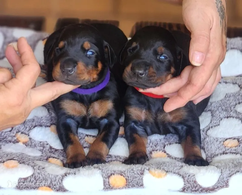 EURO Doberman red collar  – Doberman Pinscher puppy for sale in Tyler, TX