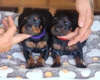 EURO Doberman red collar , a male Doberman Pinscher for sale in Tyler, TX – 1 of 3