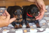 EURO Doberman red collar , a male Doberman Pinscher for sale in Tyler, TX – 3 of 3