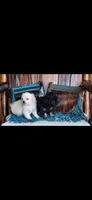 Marshmallow , a male Maltipoo for sale in Tyler, TX – 3 of 4