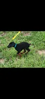 Blue collar , a male Doberman Pinscher for sale in Tyler, TX – 2 of 3