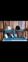 Cookie, a female Maltipoo for sale in Tyler, TX – 4 of 5