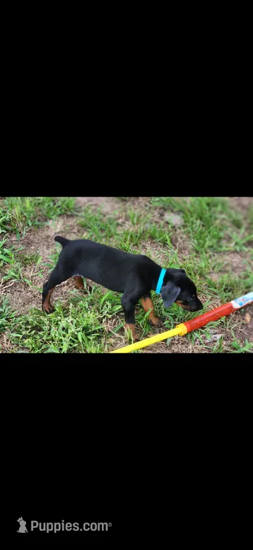 Blue collar  – Doberman Pinscher puppy for sale in Tyler, TX