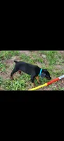 Blue collar , a male Doberman Pinscher for sale in Tyler, TX – 1 of 3