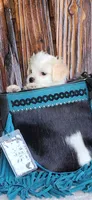 Marshmallow , a male Maltipoo for sale in Tyler, TX – 4 of 4