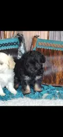 Cookie, a female Maltipoo for sale in Tyler, TX – 2 of 5