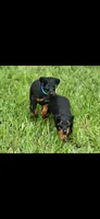 Blue collar , a male Doberman Pinscher for sale in Tyler, TX – 3 of 3