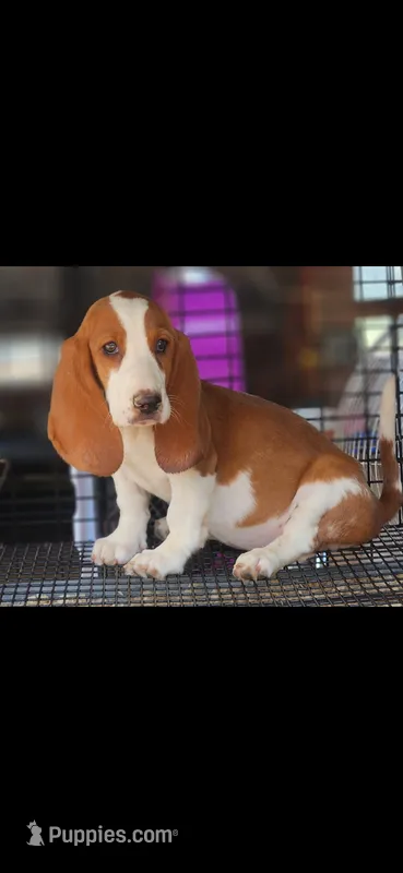 Savory  – Basset Hound puppy for sale in Tyler, TX
