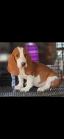 Savory , a female Basset Hound for sale in Tyler, TX – 1 of 1