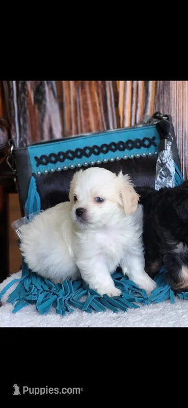 Marshmallow  – Maltipoo puppy for sale in Tyler, TX