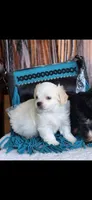 Marshmallow , a male Maltipoo for sale in Tyler, TX – 1 of 4