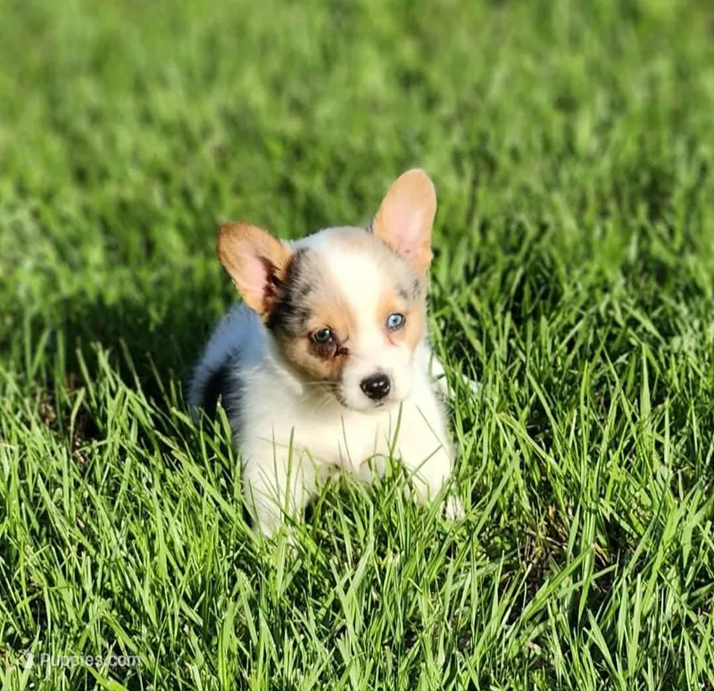 Lasso  – Pembroke Welsh Corgi puppy for sale in Tyler, TX
