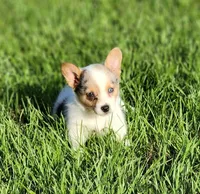 Lasso , a female Pembroke Welsh Corgi for sale in Tyler, TX – 1 of 2