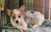 Lasso , a female Pembroke Welsh Corgi for sale in Tyler, TX – 2 of 2