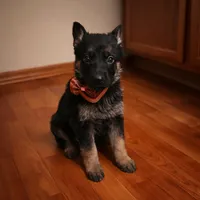 Brownie, a female German Shepherd Dog for sale in Wichita, KS – Photo 1 of 2