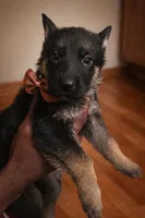 Brownie, a female German Shepherd Dog for sale in Wichita, KS – Photo 2 of 2