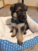 Blaze, a male German Shepherd Dog for sale in Wichita, KS – 2 of 5
