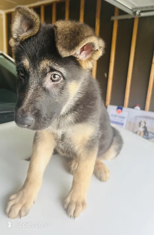 Tank, a male German Shepherd Dog for sale in Wichita, KS – Photo 1 of 4