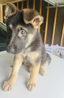 Tank, a male German Shepherd Dog for sale in Wichita, KS – Photo 1 of 4