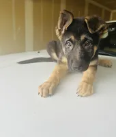 Tank, a male German Shepherd Dog for sale in Wichita, KS – Photo 3 of 4