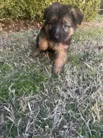 Tank, a male German Shepherd Dog for sale in Wichita, KS – Photo 2 of 3