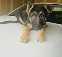 Tank, a male German Shepherd Dog for sale in Wichita, KS – Photo 2 of 4