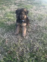 Tank, a male German Shepherd Dog for sale in Wichita, KS – Photo 3 of 3