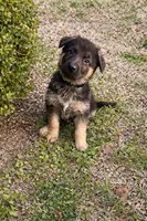 Tank, a male German Shepherd Dog for sale in Wichita, KS – Photo 1 of 3