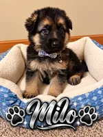 Milo, a male German Shepherd Dog for sale in Wichita, KS – 1 of 5