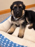 Milo, a male German Shepherd Dog for sale in Wichita, KS – 3 of 5