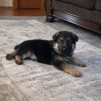 Koby, a male German Shepherd Dog for sale in Wichita, KS – Photo 2 of 2