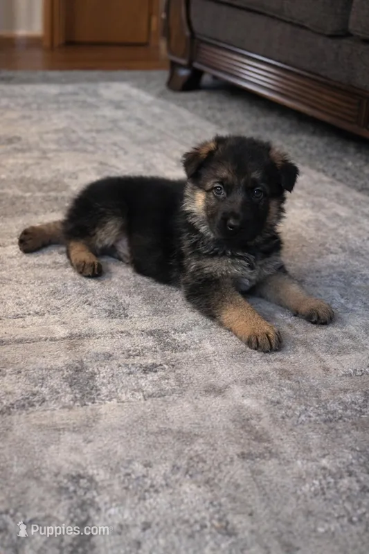 Koby – German Shepherd Dog puppy for sale in Wichita, KS