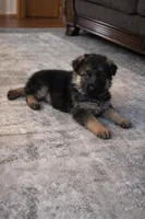 Koby, a male German Shepherd Dog for sale in Wichita, KS – Photo 1 of 2