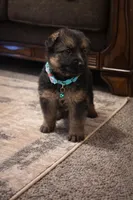 Teddy, a male German Shepherd Dog for sale in Wichita, KS – Photo 2 of 2