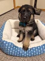 Blaze, a male German Shepherd Dog for sale in Wichita, KS – 3 of 5