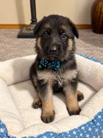 Blaze, a male German Shepherd Dog for sale in Wichita, KS – 5 of 5