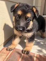 Capone, a male German Shepherd Dog for sale in Wichita, KS – 3 of 5