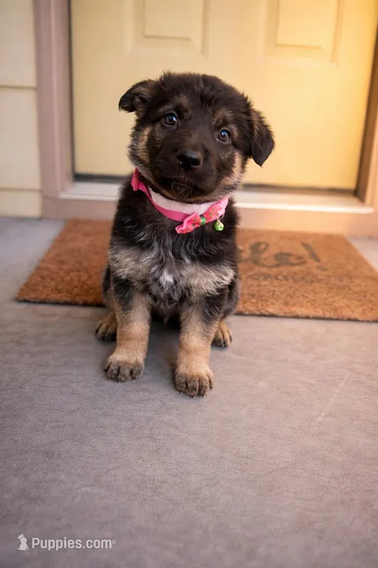 Pink – German Shepherd Dog puppy for sale in Wichita, KS