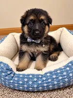 Milo, a male German Shepherd Dog for sale in Wichita, KS – 2 of 5