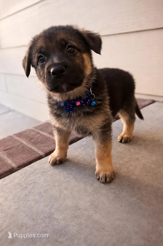 Daisy, a female German Shepherd Dog for sale in Wichita, KS – Photo 1 of 3