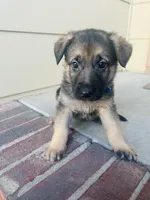 Daisy, a female German Shepherd Dog for sale in Wichita, KS – Photo 2 of 3