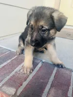 Daisy, a female German Shepherd Dog for sale in Wichita, KS – Photo 3 of 3