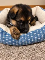 Milo, a male German Shepherd Dog for sale in Wichita, KS – 4 of 5