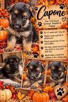 Capone, a male German Shepherd Dog for sale in Wichita, KS – 5 of 5