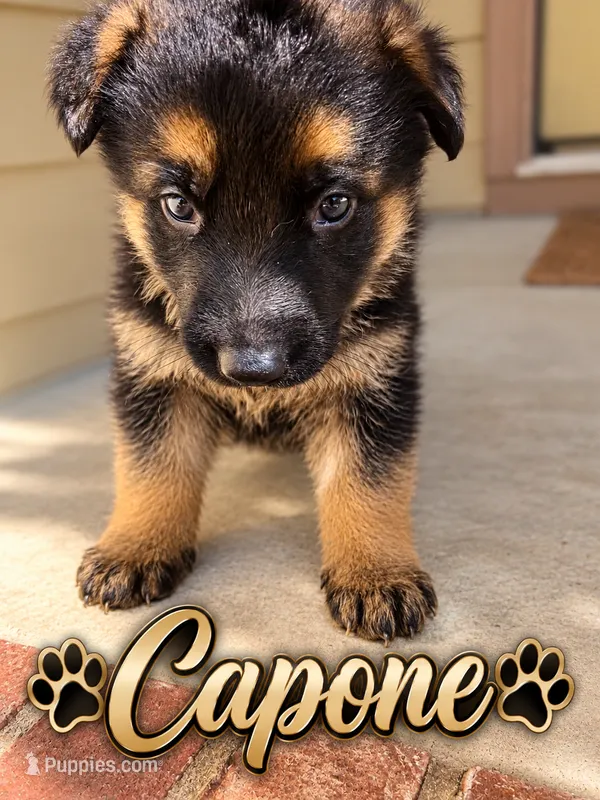 Capone – German Shepherd Dog puppy for sale in Wichita, KS
