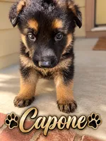 Capone, a male German Shepherd Dog for sale in Wichita, KS – 1 of 5